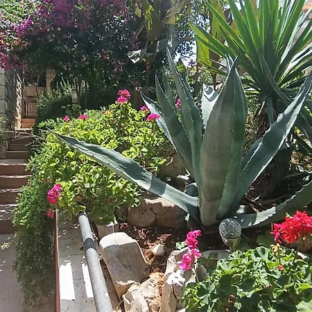 Tania חוואר
